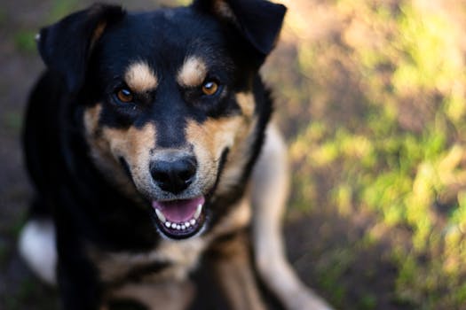 Australiankelpie image image_4