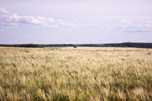 Foto profissional grátis de agricultura, campo de trigo, horizonte