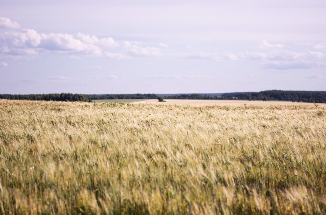 Fotos de stock gratuitas de agricultura, campo de trigo, campos de cultivo