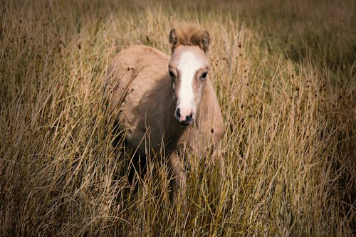 Darmowe zdjęcie z galerii z brecon beacon, dziki koń, dzikie zwierzęta