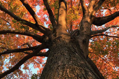 Free Close-up of a tree trunk with radiating branches and vibrant orange autumn leaves. Stock Photo