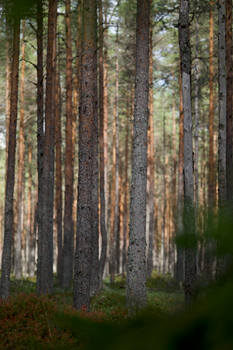A peaceful scene of tall pine trees in a dense forest with natural sunlight.