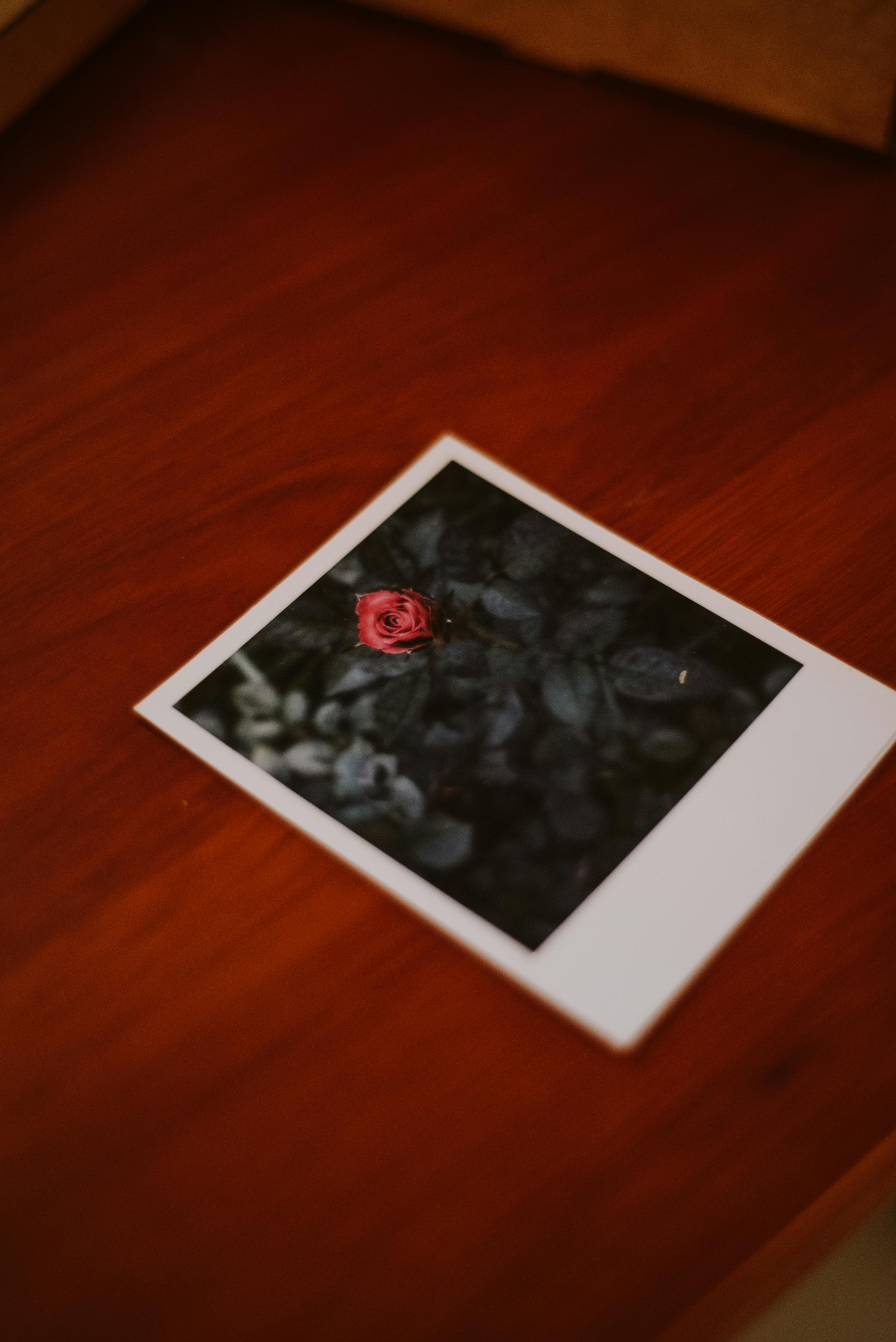 [ColoSach]-a-polaroid-picture-of-a-single-red-rose-resting-on-a-wooden-table.