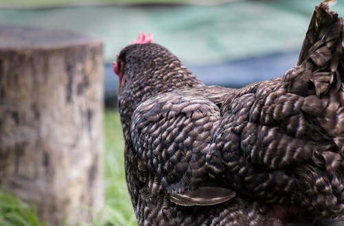 Free stock photo of animal farming, brown chicken, chicken