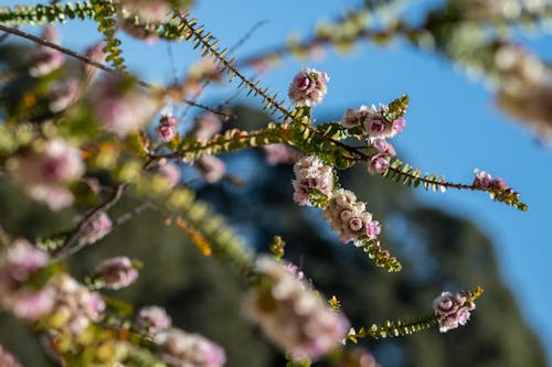 Free stock photo of australian wildflowers, perth botanic gardens, pink flower Stock Photo
