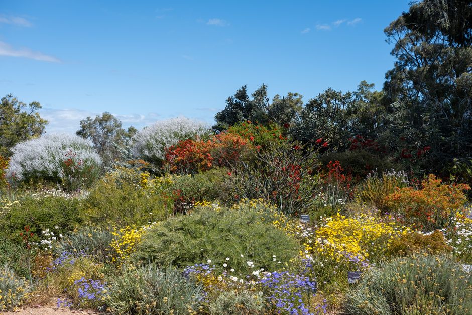 Rare Wildflower Bloom Transforms Australian Bushland Into Major Attraction
