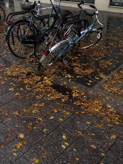 Free Bicycles parked on a wet sidewalk covered with autumn leaves in an urban setting. Stock Photo