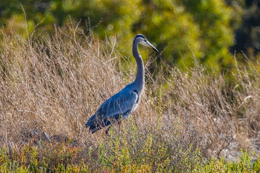 A majestic great blue heron standing gracefully in a grassy field during a peaceful evening.