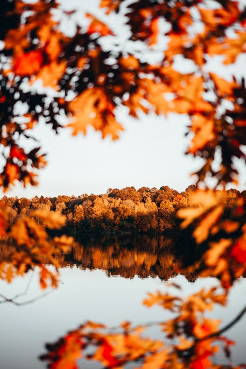 Photos gratuites de arbres, automne, étendue d'eau