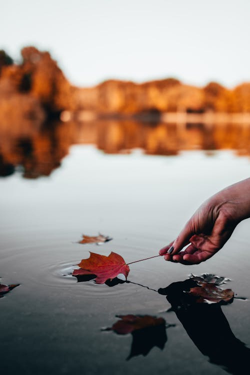 A Person Holding a Maple Leaf on Water
