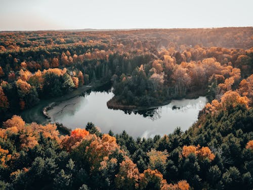 Drone Shot of Pond Surrounded by Trees