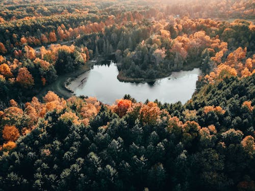 Aerial Photography of Pond Surrounded by Trees