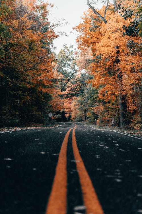 Photo of Road During Autumn · Free Stock Photo