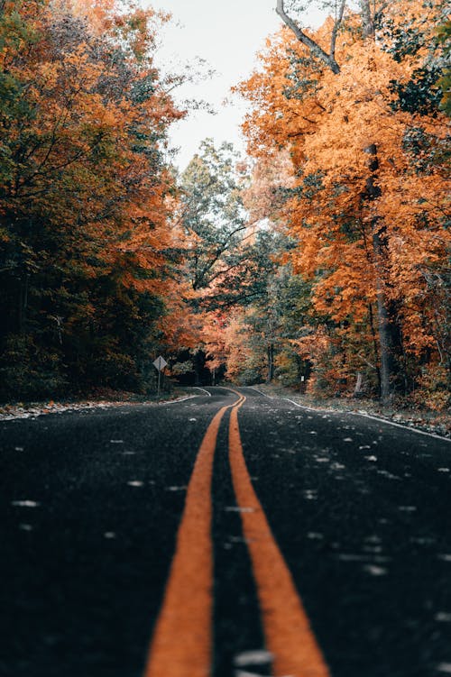 가을, 나무, 도로의 무료 스톡 사진