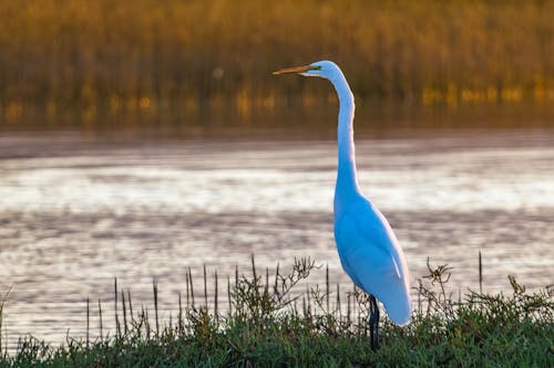 Photo of a Egret near Body of Water