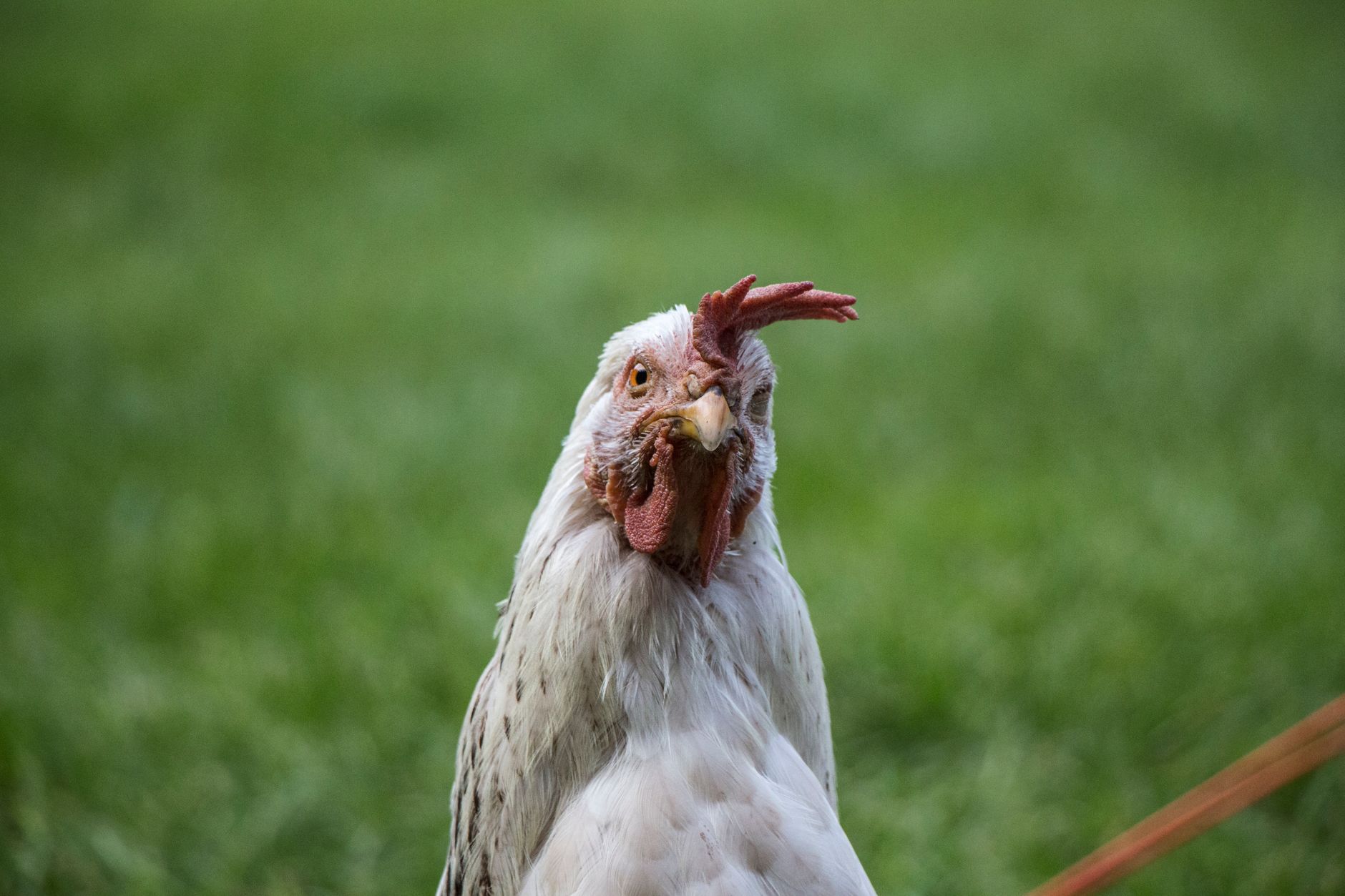 White hen photographed up close in a green grassy field on a sunny day.