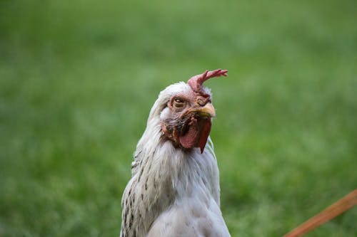 Free stock photo of chicken, close-up, farm