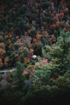 Aerial view of a cabin nestled within vibrant autumn foliage in Watkins Glen, NY.