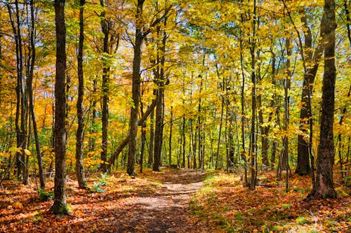 Foto stok gratis hutan, jatuh, musim gugur