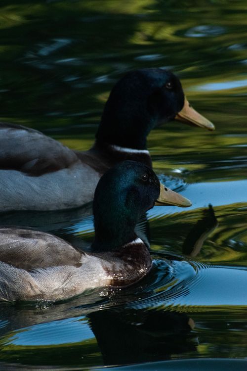 Free Close-up of two ducks gliding on a serene lake surface, reflecting nature's tranquility. Stock Photo