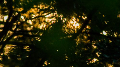Free stock photo of abstract forest, bokhe, forest Stock Photo