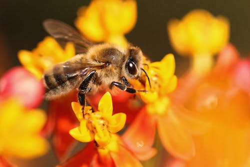 Close Up Photo of Bee on Orange Flowers