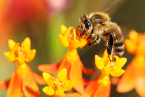 Gratis arkivbilde med bie, blomster, insekt