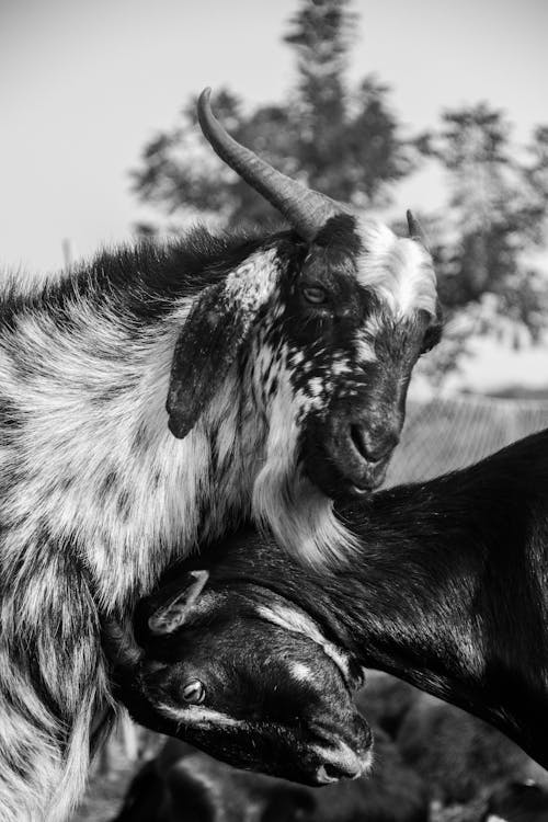 Бесплатное стоковое фото с вертикальный выстрел, домашняя живность, козы
