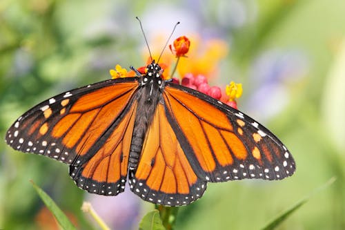 Close Up Photo of Orange Butterfly on a Flower