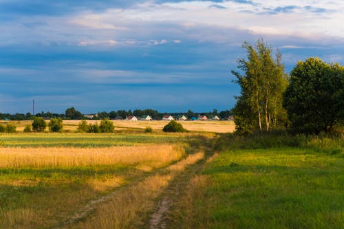 Green and Brown Grass Field