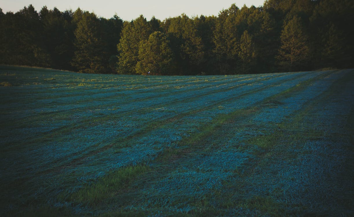 Field with a Bluish Hue