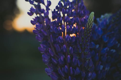 Fotografía De Enfoque Selectivo De Flores De Lupino Púrpura