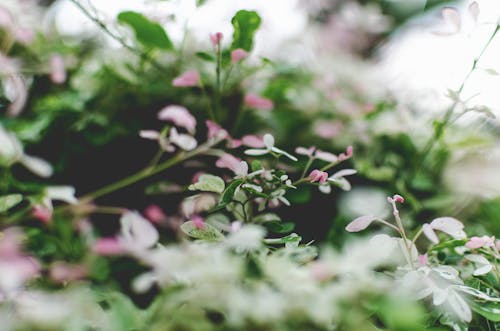 無料 白とピンクの花びらの花のセレクティブフォーカス写真 写真素材