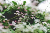 粉红色与绿色的树叶在花园中的特写镜头，凸显了夏季生长的美丽