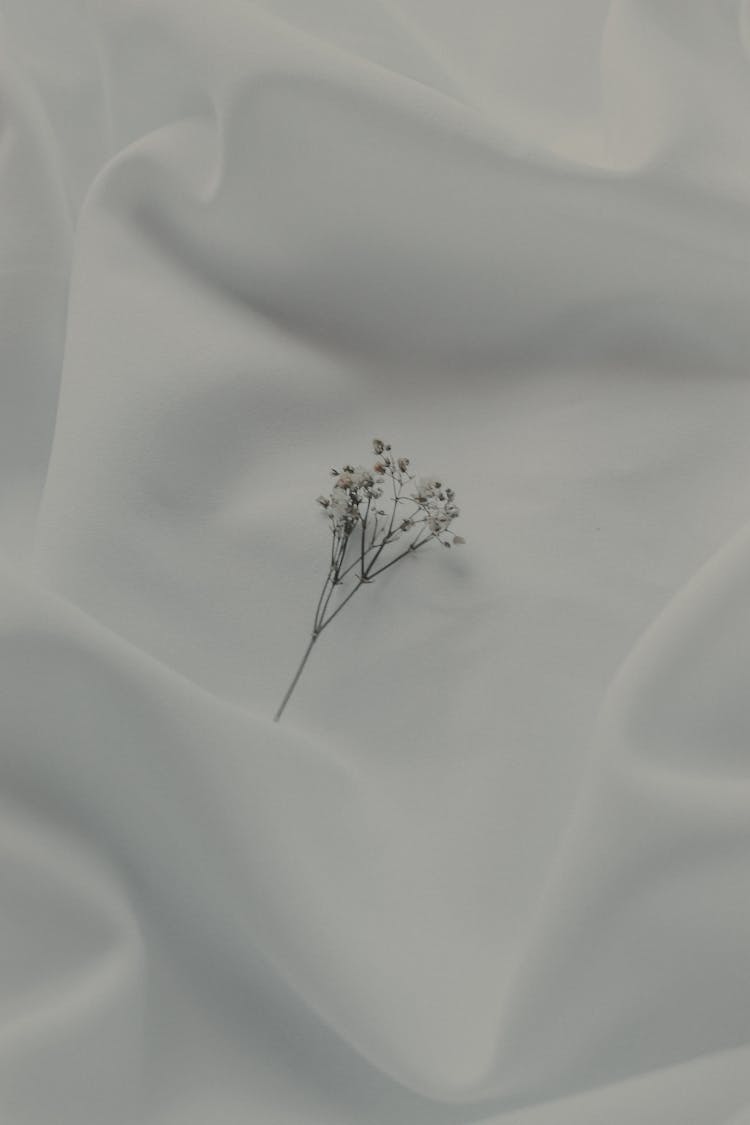 Dry Flower On A White Sheet 