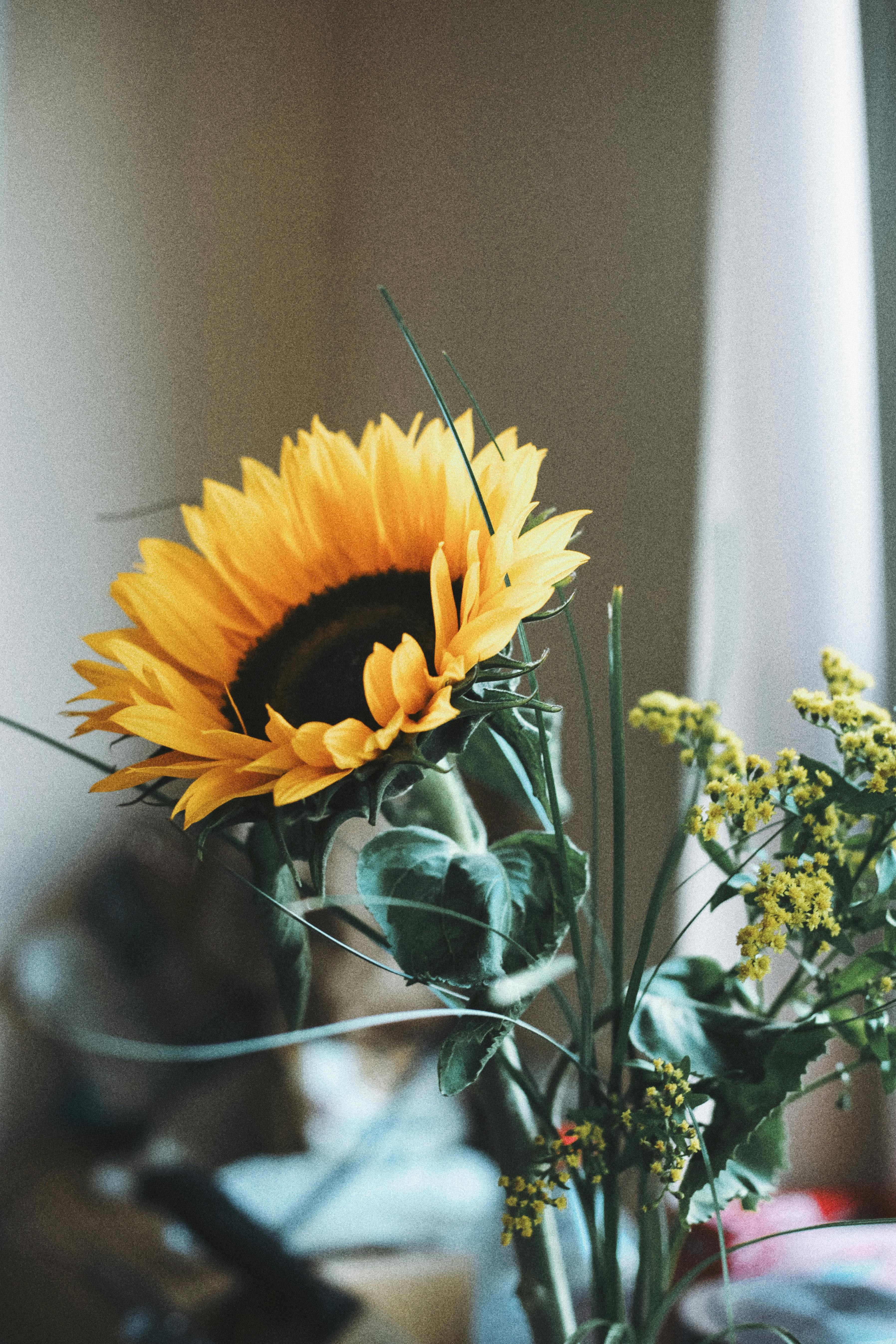 Free A vivid sunflower with vibrant yellow petals in a soft indoor setting. Stock Photo