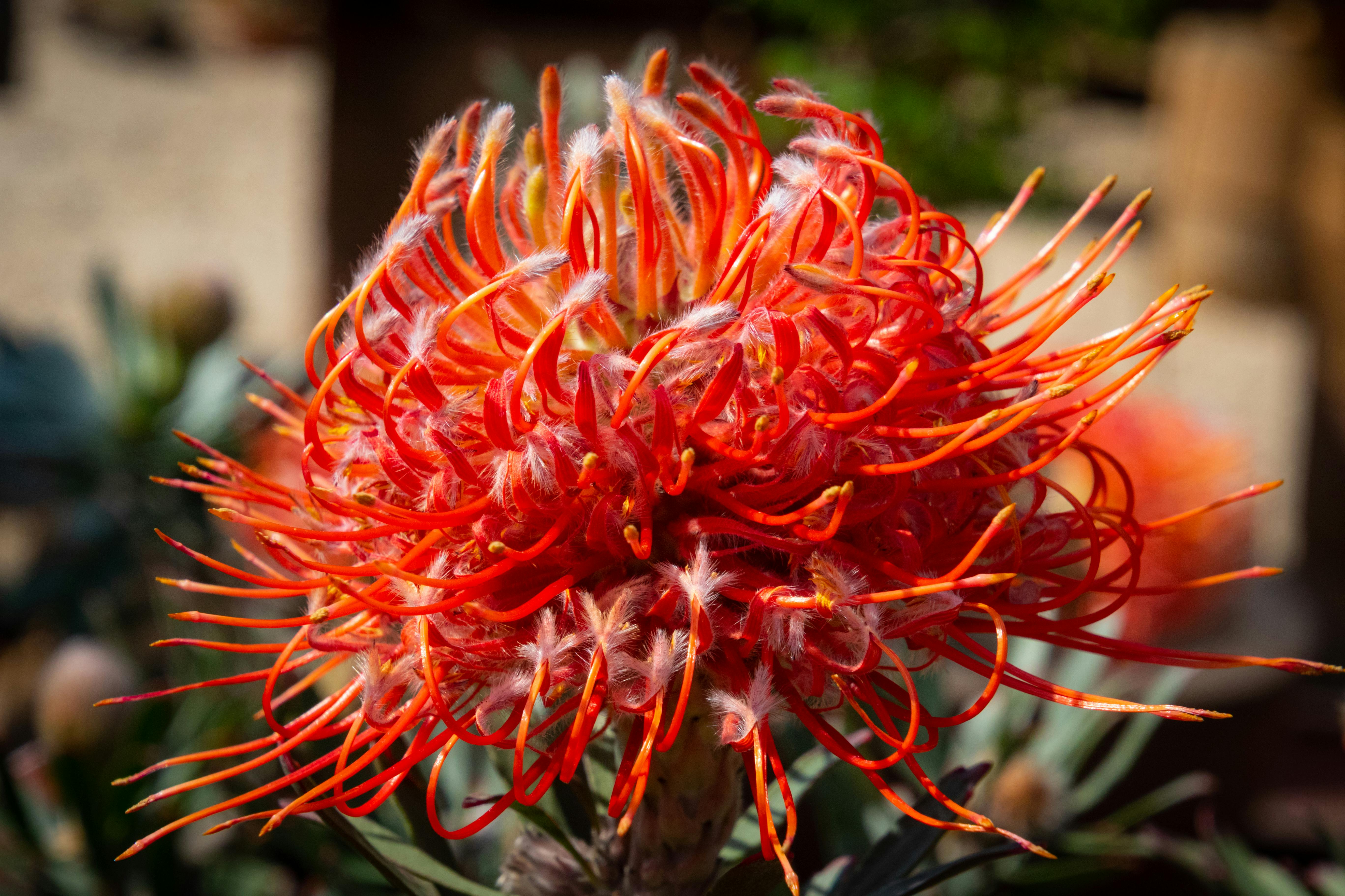Free stock photo of colourful, flowers, green