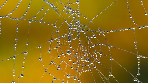Close-up of a spider web with dew droplets glistening in the morning light against a blurred background.