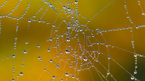 Free Close-up of a spider web with dew droplets glistening in the morning light against a blurred background. Stock Photo
