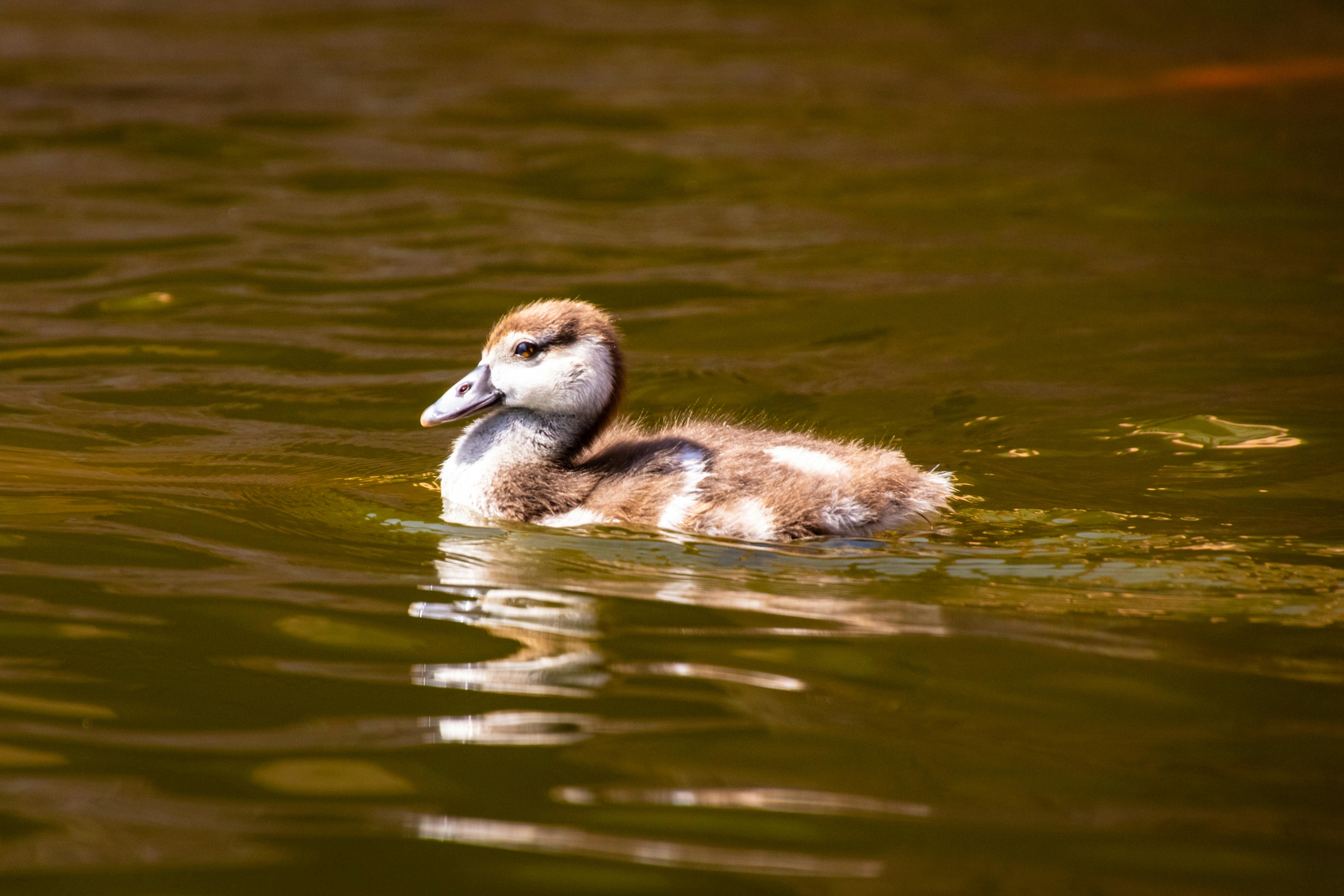 Free Stock Photo Of Animals Cute Ducks