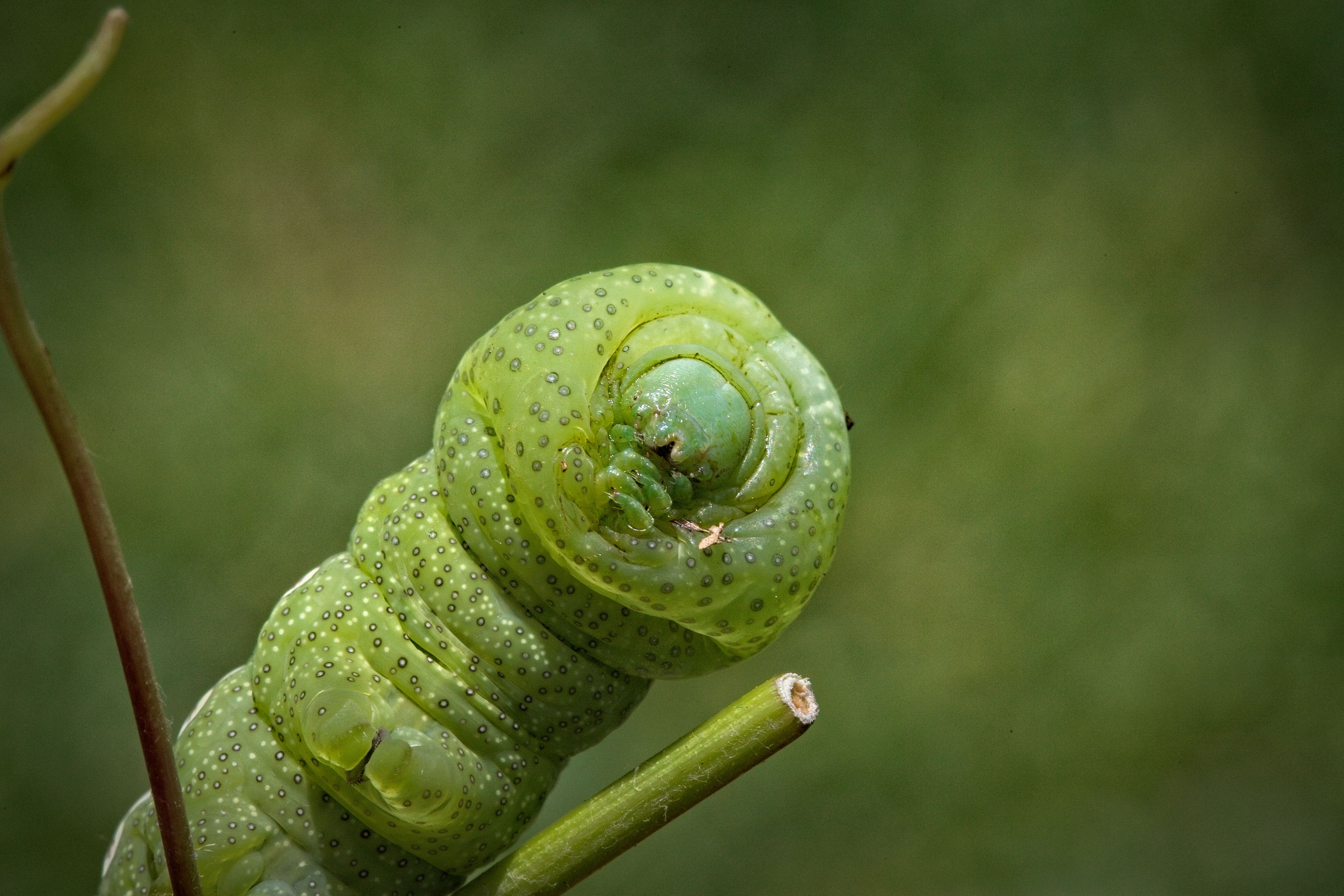 Close-Up Shot of a Caterpillar · Free Stock Photo