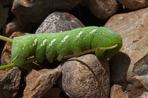 Free stock photo of caterpillar, green, green caterpillar