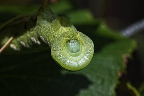 Free stock photo of caterpillar, green, green caterpillar