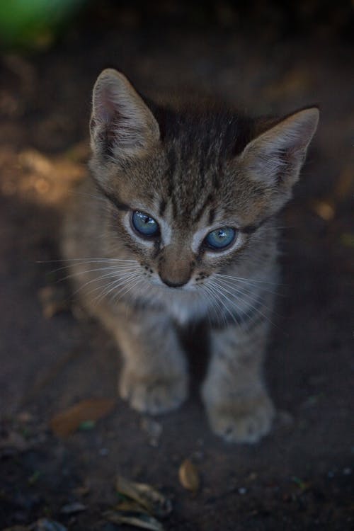 Close Up Photo of a Kitten