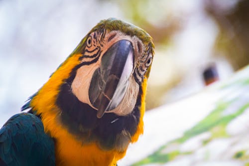 Macaw Biru Dan Kuning
