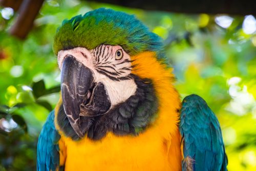 Free Close-up of a vibrant blue and yellow macaw against a lush leafy background Stock Photo