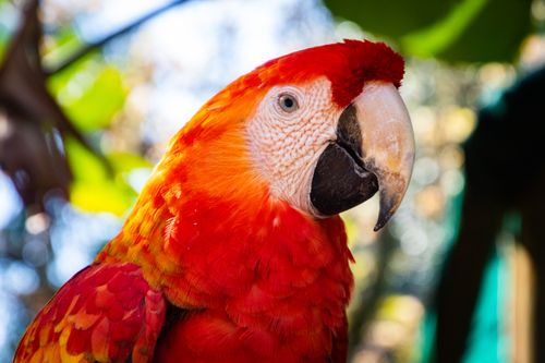 Free Close-up of a colorful scarlet macaw showcasing vivid feathers in an outdoor environment. Stock Photo