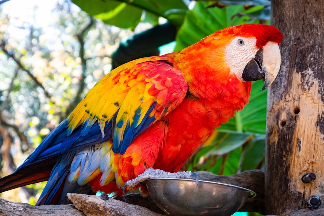 Free Red And Blue Parrot Stock Photo