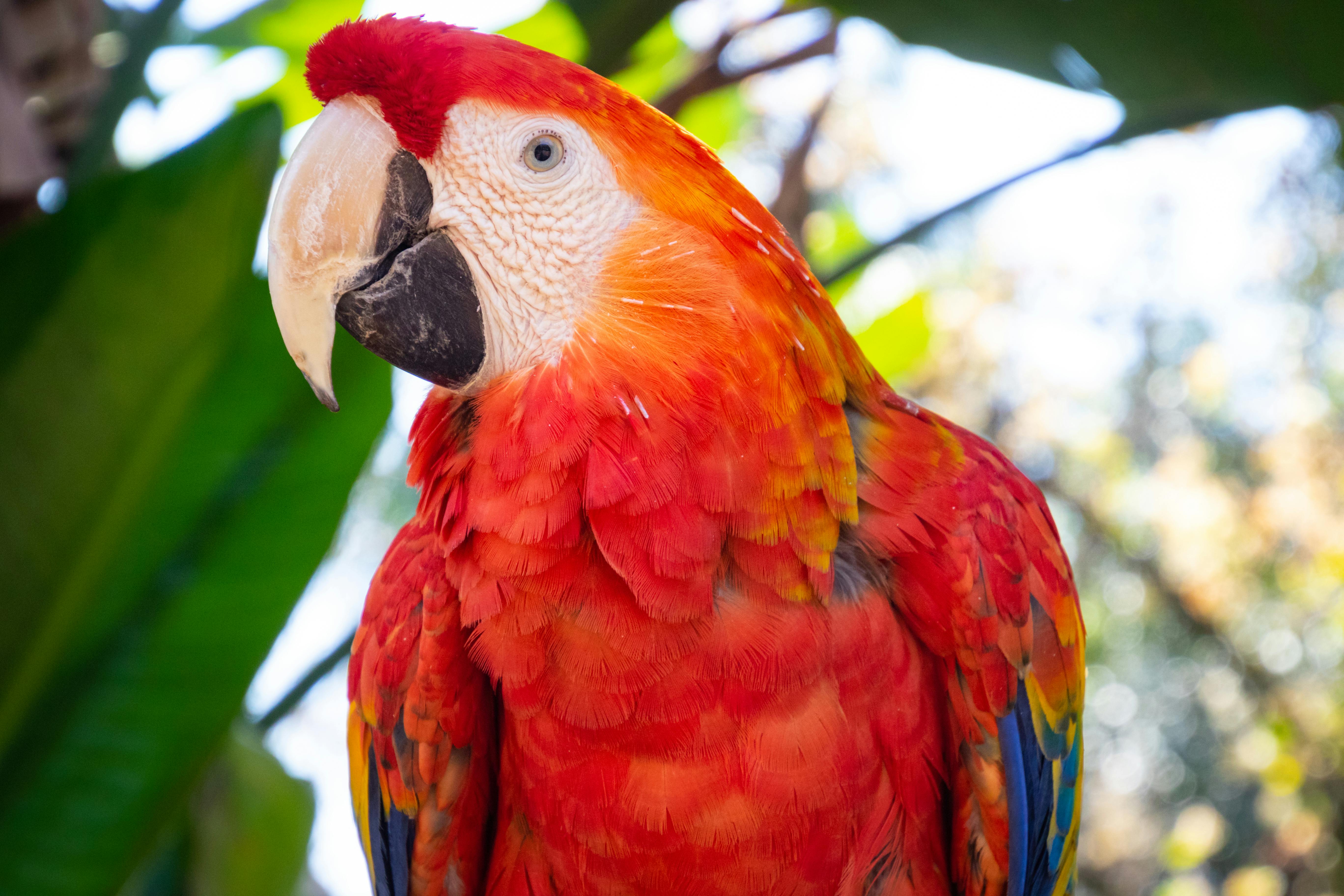 Free stock photo of amazon, animals, colourful