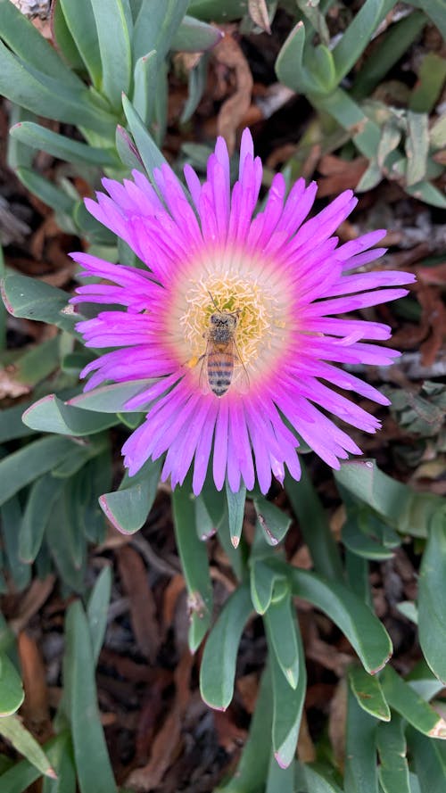 Бесплатное стоковое фото с природа, Пчела, цветок